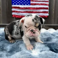 Male, Black Tri Merleee, a male English Bulldog for sale in Houston, TX – 7 of 7