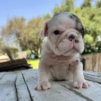 Male, Black Tri Merle, a male English Bulldog for sale in Houston, TX – Photo 2 of 6