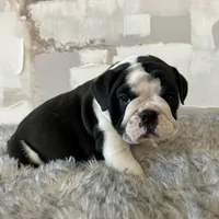 Male, Black and White, a male English Bulldog for sale in Houston, TX – Photo 5 of 7