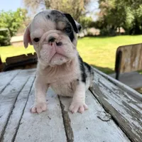 Male, Black Tri Merle, a male English Bulldog for sale in Houston, TX – Photo 5 of 6