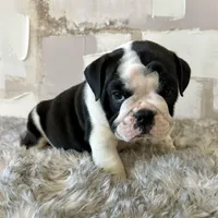 Male, Black and White, a male English Bulldog for sale in Houston, TX – Photo 1 of 7