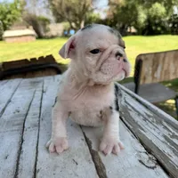 Male, Black Tri Merle, a male English Bulldog for sale in Houston, TX – Photo 4 of 6