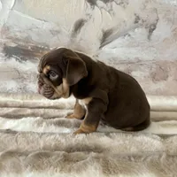 Male, Choco Tri, a male English Bulldog for sale in Houston, TX – Photo 5 of 8