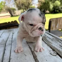 Male, Black Tri Merle, a male English Bulldog for sale in Houston, TX – Photo 6 of 6