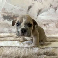 Male, lilac Tri, a male English Bulldog for sale in Houston, TX – Photo 5 of 7