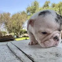 Male, Black Tri Merle, a male English Bulldog for sale in Houston, TX – Photo 3 of 6