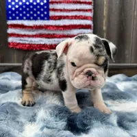 Male, Black Tri Merleee, a male English Bulldog for sale in Houston, TX – 4 of 7