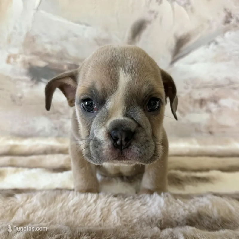 Male, lilac Tri – English Bulldog puppy for sale in Houston, TX