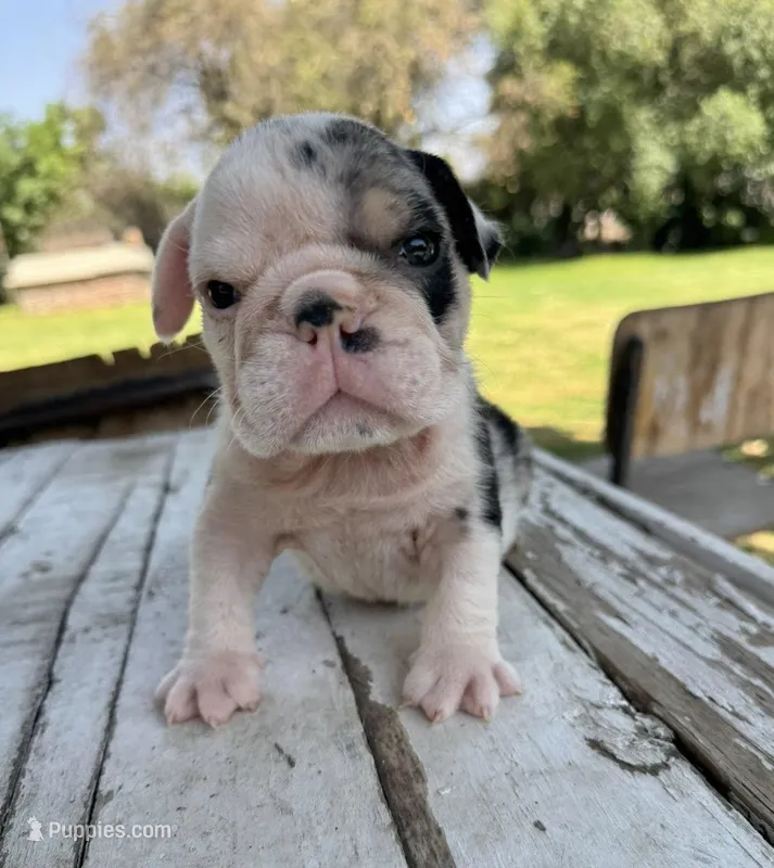 Male, Black Tri Merle – English Bulldog puppy for sale in Houston, TX