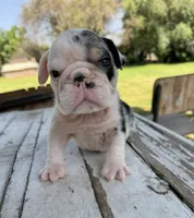 Male, Black Tri Merle, a male English Bulldog for sale in Houston, TX – Photo 1 of 6