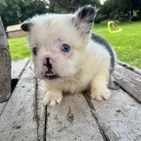 Female, Fluffy blue and white , a female French Bulldog for sale in Houston, TX – 5 of 5