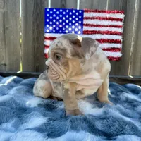 Female, Lilac Tri Merle, a female English Bulldog for sale in Houston, TX – 6 of 8