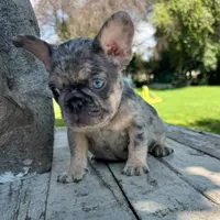 Male, Blue Tri Merle, a male French Bulldog for sale in Houston, TX – 4 of 7