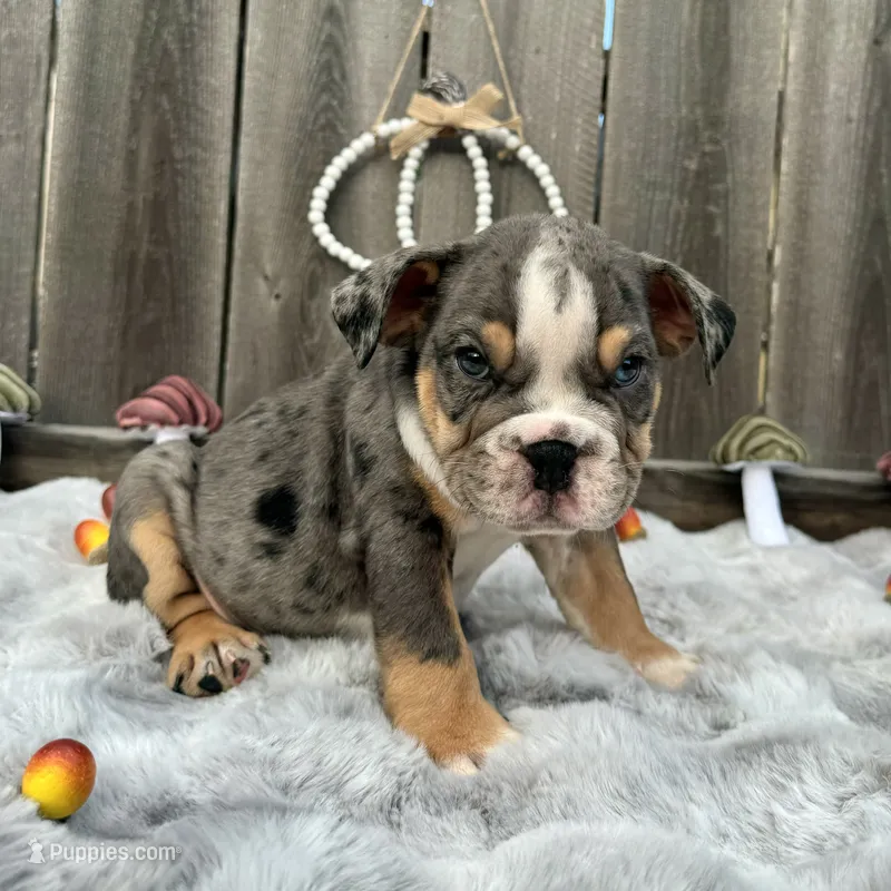 Male, Black Tri  – English Bulldog puppy for sale in Houston, TX