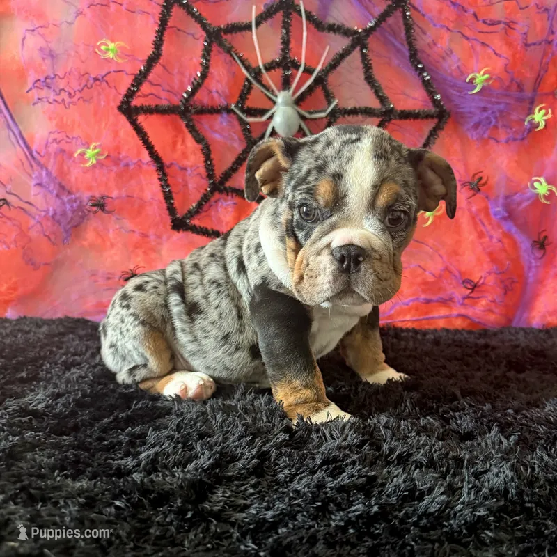 Female, Black Tri Merle – English Bulldog puppy for sale in Houston, TX