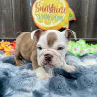 Male, Fawn Merle, a male English Bulldog for sale in Houston, TX – 6 of 7