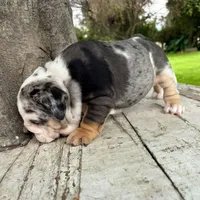 Female, Blue Tri Merle, a female English Bulldog for sale in Houston, TX – 5 of 6