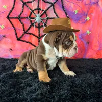 Male, Choco Tri , a male English Bulldog for sale in Houston, TX – 2 of 8