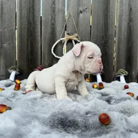 Female, White, a female English Bulldog for sale in Houston, TX – 6 of 6
