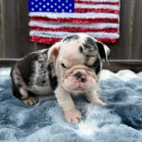 Male, Black Tri Merle, a male English Bulldog for sale in Houston, TX – 8 of 8