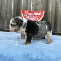 Female , Blue Tri Merle, a female English Bulldog for sale in Houston, TX – 5 of 9