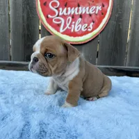 Male, Lilac and White, a male English Bulldog for sale in Houston, TX – 2 of 7