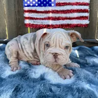 Male, Velvettt, a male English Bulldog for sale in Houston, TX – 5 of 7