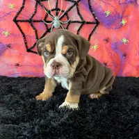 Male, Choco Tri , a male English Bulldog for sale in Houston, TX – 3 of 8