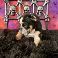 Male, Black Tri, a male English Bulldog for sale in Houston, TX – 3 of 7