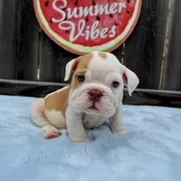 Male, Fawn and White, a male English Bulldog for sale in Houston, TX – 10 of 10
