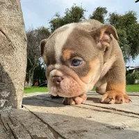 Male, Lilac Tri, a male English Bulldog for sale in Houston, TX – 4 of 7