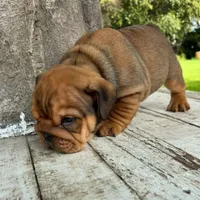 Male, red, a male English Bulldog for sale in Houston, TX – 8 of 8