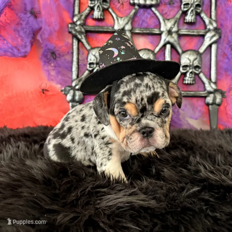 Female, Black Tri Merle – English Bulldog puppy for sale in Houston, TX