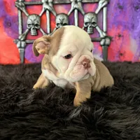 Male, Choco Tri, a male English Bulldog for sale in Houston, TX – 6 of 8
