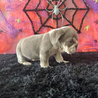 Male, Lilac and Tan, a male English Bulldog for sale in Houston, TX – 5 of 6