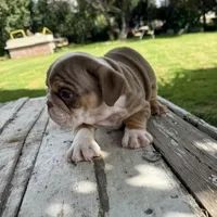 Male, Choco Tri, a male English Bulldog for sale in Houston, TX – 4 of 8