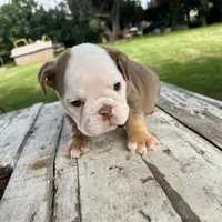Female, Choco Tri, a female English Bulldog for sale in Houston, TX – 6 of 6