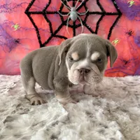 Male, Lilac Tri, a male English Bulldog for sale in Houston, TX – 2 of 9