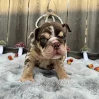 Female, Choco Tri Merle, a female English Bulldog for sale in Houston, TX – 3 of 7