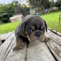 Male, Blue and Tannn, a male English Bulldog for sale in Houston, TX – 3 of 7
