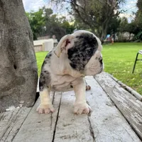 Male, Black Tri Merle, a male English Bulldog for sale in Houston, TX – 5 of 8