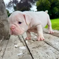 Female, White, a female English Bulldog for sale in Houston, TX – 3 of 4