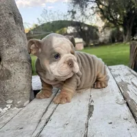 Male, Lilac Tri, a male English Bulldog for sale in Houston, TX – Photo 3 of 8