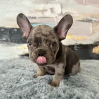 Male, Lilac Merle, a male French Bulldog for sale in Houston, TX – Photo 1 of 7