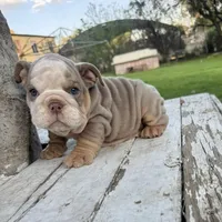 Male, Lilac Tri, a male English Bulldog for sale in Houston, TX – Photo 8 of 8