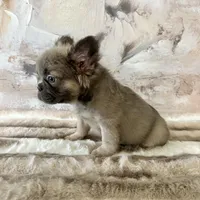 Male, Fluffy Lilac ands Tan, a male French Bulldog for sale in Houston, TX – Photo 3 of 7
