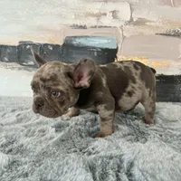 Male, Lilac Merle, a male French Bulldog for sale in Houston, TX – Photo 7 of 7