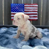 Male, Lilac Tri Merle, a male English Bulldog for sale in Houston, TX – 6 of 7