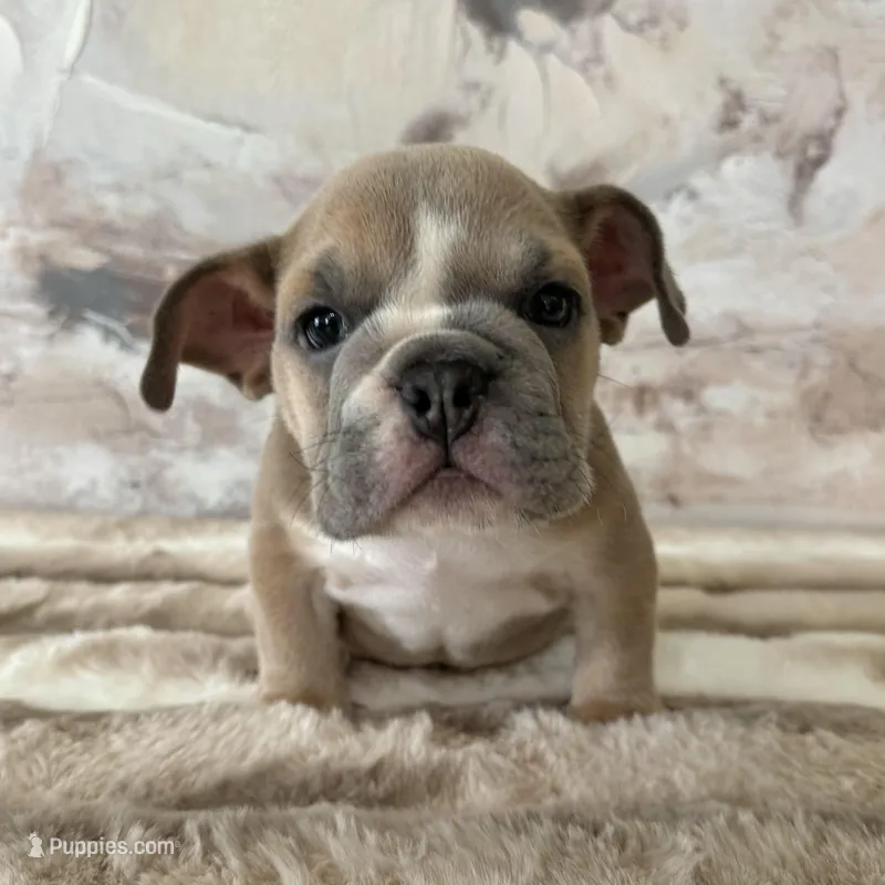 Male, Lilac Tri – English Bulldog puppy for sale in Houston, TX