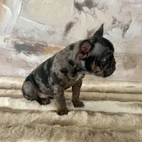 Male, Black Tri Merle, a male French Bulldog for sale in Houston, TX – Photo 8 of 8